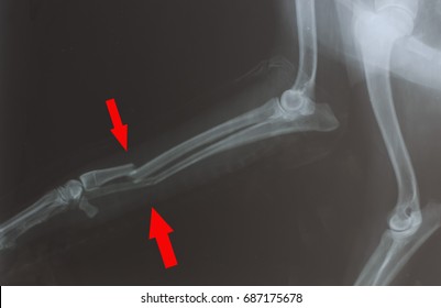 x ray broken of forelimb bone in a dog with red marker