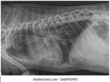 X Ray Cardiomegaly In Chronic Hear Failure Dog Side View 