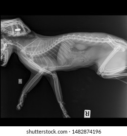 X Ray Cardiomegaly Pneumonia Cat Side Stock Photo 1482874196 | Shutterstock