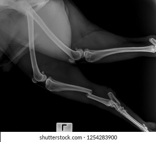 X Ray Cat With Left Leg Bone Fracture.side View 