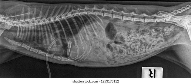 X Ray Chest Tube Insert Cat . Side View 