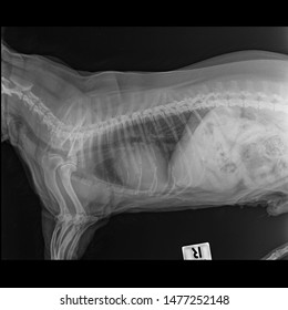 X Ray CHf Or Cardiomegaly Dog Side View 