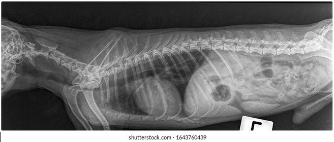 X Ray Chronic Heart Failure And Lung Disease Dog Side View