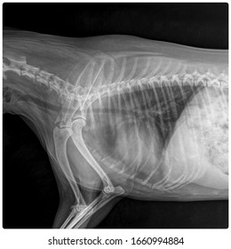 X Ray Chronic Heart Failure And Pneumonia Dog Side View 