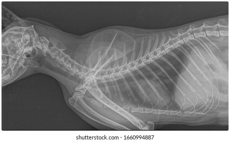 X Ray Chronic Heart Failure And Pneumonia Dog Side View 