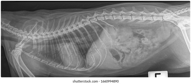 X Ray Chronic Heart Failure And Pneumonia Dog Side View 