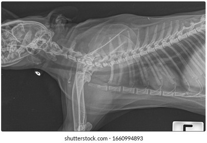 X Ray Chronic Heart Failure And Pneumonia Dog Side View 