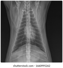 X Ray Chronic Heart Failure And Pneumonia Dog Frot View 