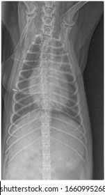 X Ray Chronic Heart Failure And Pneumonia Dog Frot View 