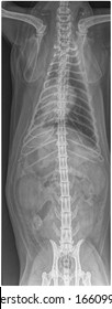 X Ray Chronic Heart Failure And Pneumonia Dog Frot View 