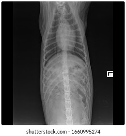 X Ray Chronic Heart Failure And Pneumonia Dog Frot View 