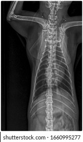 X Ray Chronic Heart Failure And Pneumonia Dog Frot View 