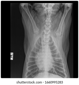 X Ray Chronic Heart Failure And Pneumonia Dog Frot View 