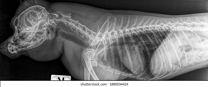 X Ray Chronic Heart Failure Obesity Chihuahua Dog ,side View