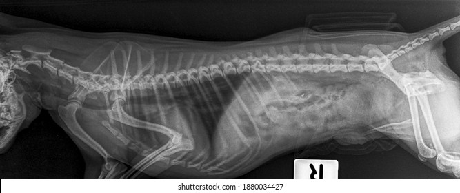 X Ray Chronic Heart Failure Obesity Chihuahua Dog ,side View