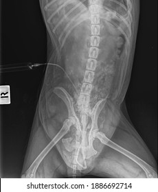 X Ray Complecate  Hip Fractre Dog Cause Hit By Car, Front View 