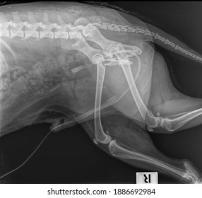 X Ray Complecate  Hip Fractre Dog Cause Hit By Car, Side View 