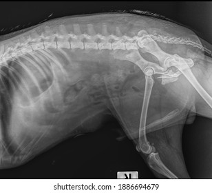 X Ray Complecate  Hip Fractre Dog Cause Hit By Car, Side View 