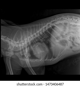 X Ray Congestive Heart Failure And Cardiomegaly Dog Side View 