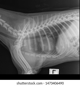 X Ray Congestive Heart Failure And Cardiomegaly Dog Side View 