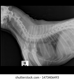 X Ray Congestive Heart Failure And Cardiomegaly Dog Side View 