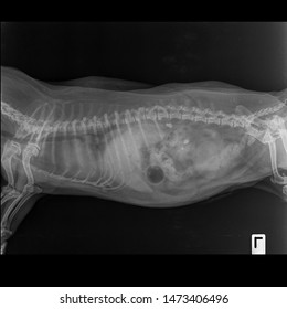 X Ray Congestive Heart Failure And Cardiomegaly Dog Side View 