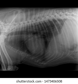 X Ray Congestive Heart Failure And Cardiomegaly Dog Side View 