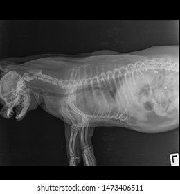 X Ray Congestive Heart Failure And Cardiomegaly Dog Side View 