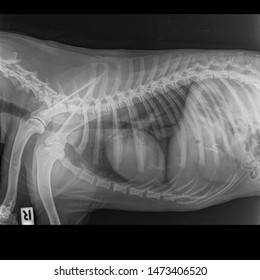 X Ray Congestive Heart Failure And Cardiomegaly Dog Side View 