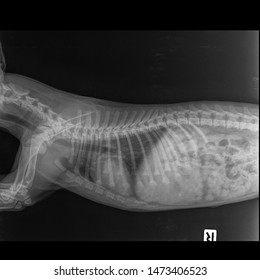 X Ray Congestive Heart Failure And Cardiomegaly Dog Side View 