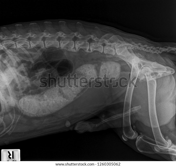 X Ray Constipation Cat Megacolon Cat Stock Photo (Edit Now) 1260305062