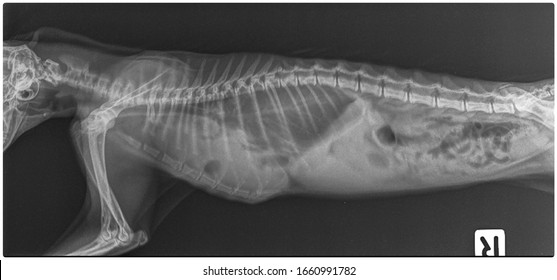 what is a diaphragmatic hernia in a dog