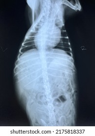 X Ray Film Of Cat Showing Full Of Food In Stomach.