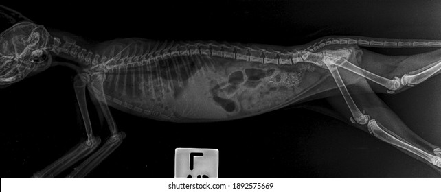 X Ray Film Normal Skeleton Small Cat , Side View