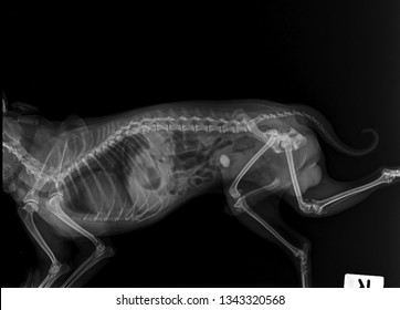 X Ray Film Urinary Bladder Oxalate Stone , Side View 