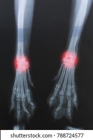 X Ray Forelimb With Red Marker In Dog