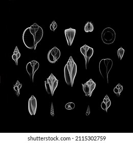 X Ray Of Gulf Coast Shells