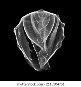 X Ray Of Helmet Seashell