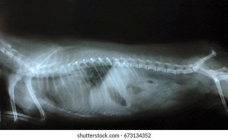 x ray image dog bone 260nw 673134352