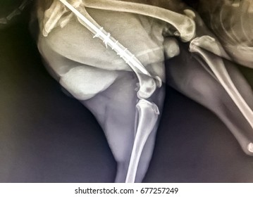 X ray image of dog's leg and hip.