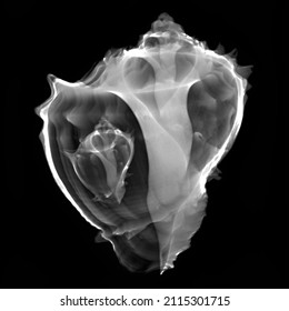 X Ray Of Kings Crown Shell