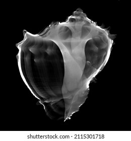 X Ray Of Kings Crown Shell