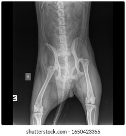 X Ray Left Hip Dislocation Front View