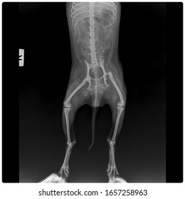 X Ray Left Hip Dislocation Small Dog Front View 