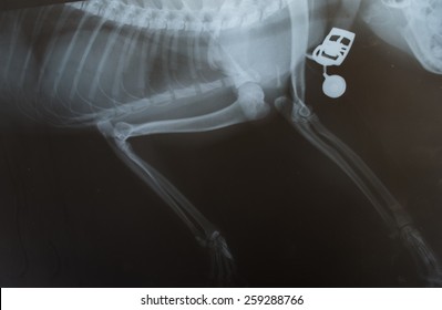 X Ray For Leg Of Dog