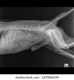 X Ray Norma; Pelvic Large Dog Side View