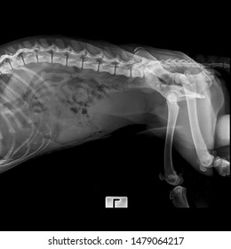 X Ray Norma; Pelvic Large Dog Side View