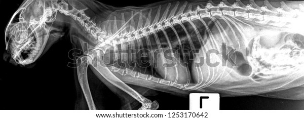 x ray\
normal cat thorax and abdominal . side view\
