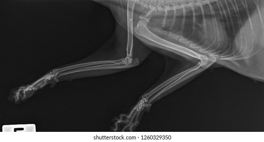 x ray normal front leg 260nw 1260329350