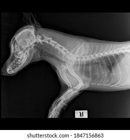 X Ray Normal Heart And Lung Dog Lateral View: Side View 